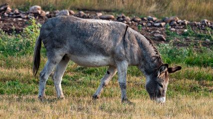 Burro Grazing in Custer State Park