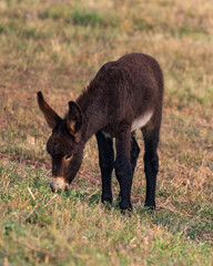 Burro Foal Grazing in Custer State Park