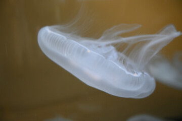 水族館の水槽の中で漂うクラゲ。半透明の姿が美しい
