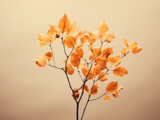 autumn leafs in clean background orange generatieve ai