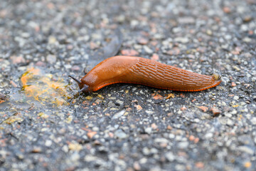 Spanish slug (Arion vulgaris) crawls on the road