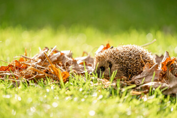 Hedgehog in autumn leafs cute