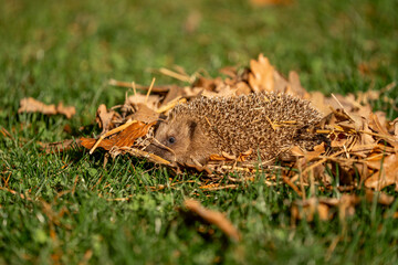 Hedgehog in autumn leafs cute