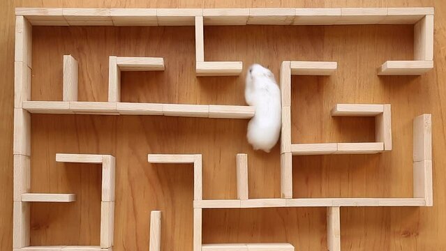 A white hamster runs through a maze.
