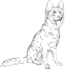 A beautiful vector pencil sketch of a long-haired German Shepherd. Black and white cartoon sketch.German Shepherd