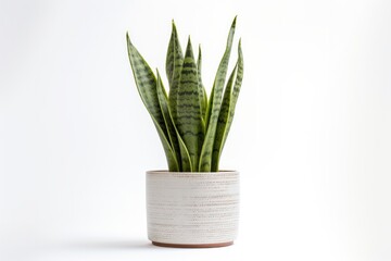 A beautifully decorated indoor space with a potted Sansevieria, a symbol of natural beauty and elegance.