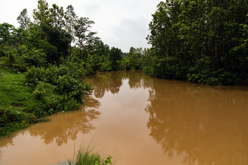 Fototapeta na wymiar Typical rain forest river shoreline with dense and lush vegetation and muddy brown water in rainy season