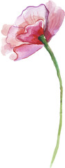 Vector Watercolor painted tulips. Hand drawn 8 March holiday design elements isolated on white background.