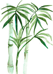 Vector Hand drawn illustration of watercolor bamboo isolated on white background