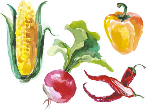 Vector Watercolor painted collection of vegetables. Hand drawn fresh food design elements isolated on white background.