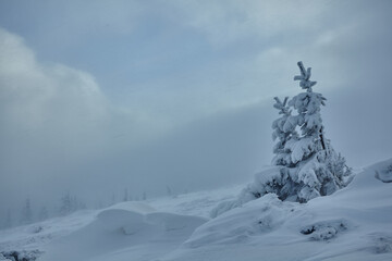 Fototapeta na wymiar Beautiful winter snowy forest, winter holiday, winter bad weather blizzard