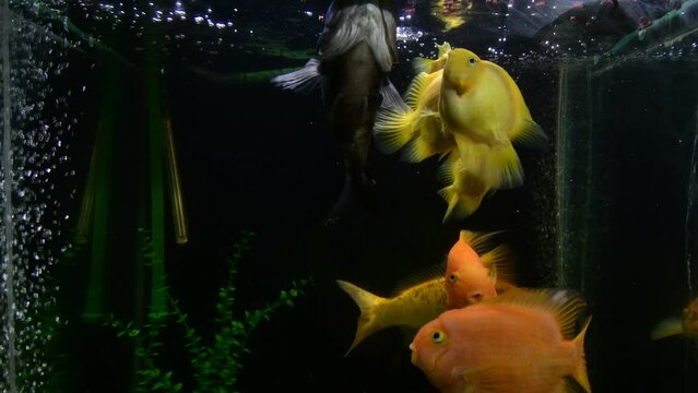 Oscar fish (Astronotus ocellatus), yellow and orange parrot fish, koi swiming and feed in tropical freshwater  aquarium.