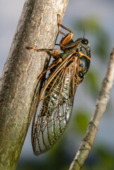 A singing cicada. A real cicada. Cicadidae.