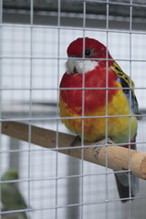 Red and yellow macaw trapped in a cage sad 