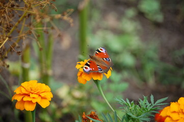 butterfly on flower