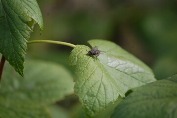 Fototapeta premium fly on leaf