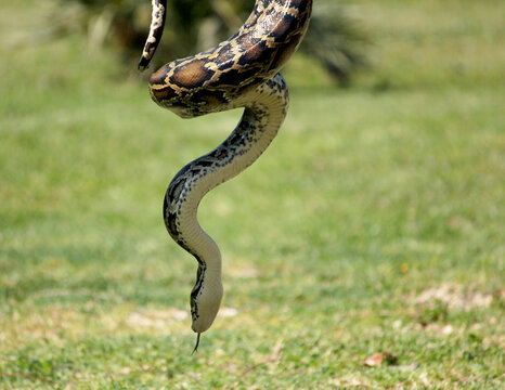 cobra
