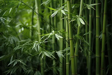Zelfklevend Fotobehang fresh bamboo forest with leaves © Jorge Ferreiro