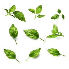Set of Green flying Basil Leaves with shadows | Isolated on Transparent & White Background | PNG File with Transparency
