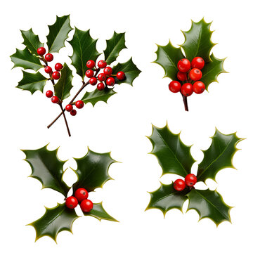 Dark Green Christmas European Holly Sprig with Vibrant Red Berries | Isolated on Transparent & White Background | PNG File with Transparency