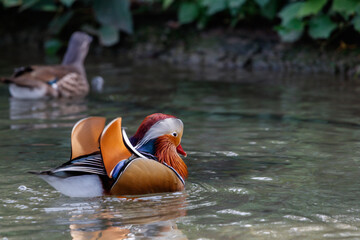 Male mandarin duck (Aix galericulata).