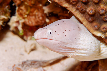 Geometric Moray Eel 