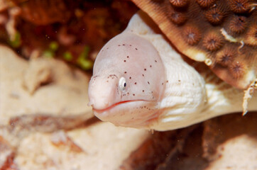 Geometric Moray Eel "Gymnothorax griseus", Red Sea, Egypt.