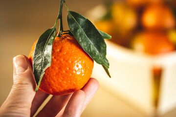 Ecological basket, packing, box with ripe juicy orange oranges on rustic kitchen. Harvesting citrus...