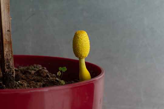 Leucocoprinus Birnbaumii" Images  Browse 136 Stock Photos, Vectors, and  Video | Adobe Stock