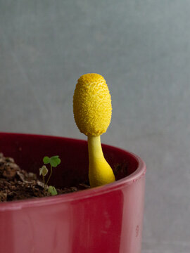 handmade terracotta plant pots Ceramic Planter, Cactus Flower Pot, Handmade Mexican Pottery from Sant   LUV2BRD