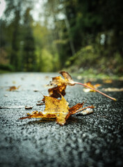 Close up of leaves on asphalt