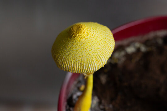 Leucocoprinus Birnbaumii" Images  Browse 136 Stock Photos, Vectors, and  Video | Adobe Stock