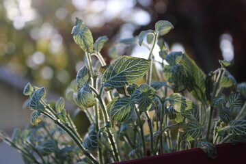 Upclose greenery