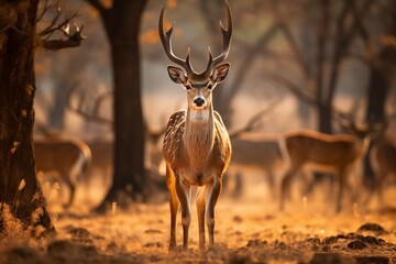 Fototapeta premium Majestic Stance: The Sovereign of the Savannah