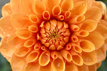 Orange Beautiful Dahlia Flower