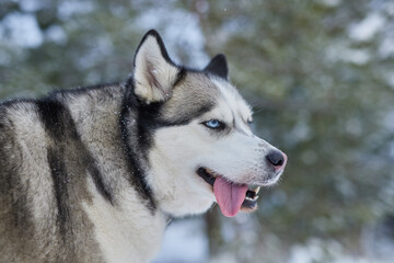 portrait of a beautiful Husky dog in the snow in winter, dog in the snow in winter