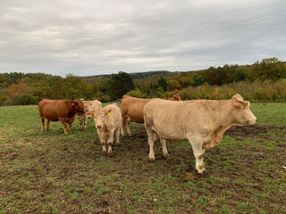 Five light red cows graze in a meadow in autumn in Germany