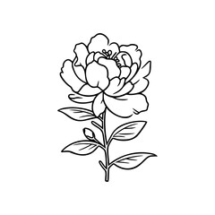 Peony flower illustration. Easy drawing line art. Simple vector isolated on a white background. 