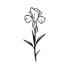 Fototapeta na wymiar Iris flower illustration. Easy drawing line art. Simple vector isolated on a white background. 