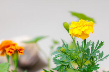 Flowers in a flower bed Marigolds. Greening the urban environment. Background with selective focus