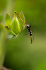 Black ant on green leaf.