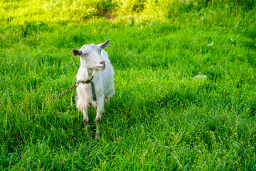 Goats in the village. Background with selective focus and copy space