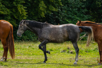 Obraz na płótnie Canvas Grey horse in a field.