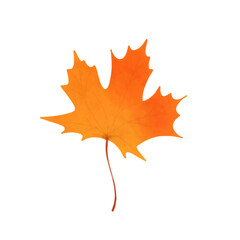Fototapeta premium Maple