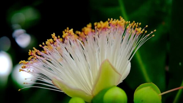 Albizia lebbeck, siris tree from mimosa family, common in India, Burma and Andaman Islands, East Indian walnut, plant of ayurveda and medicine