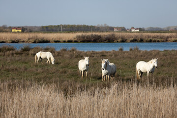 Wild Camargue White Horses on pasture Grazing in a Swamp at Delta of the River Soca in Italy