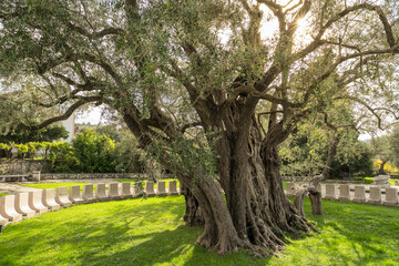 Old Olive Tree, famous tourist attraction in Montenegro
