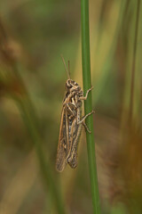 Closeup on a bow-winged, grasshopper, Chorthippus biguttulus