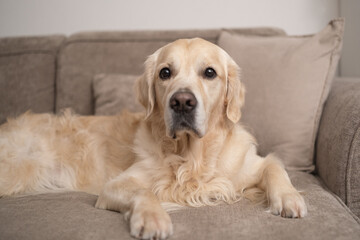 Cute dog lying on the couch in the living room. Golden Retriever looks at the camera while relaxing at home.