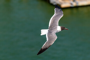 Laughing Gull in Galveston Texas Bay, in flight, closeup and generally isolated.